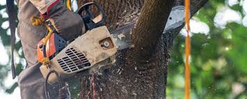 How Our Tree Care Process Works  in  Lake Royale, NC