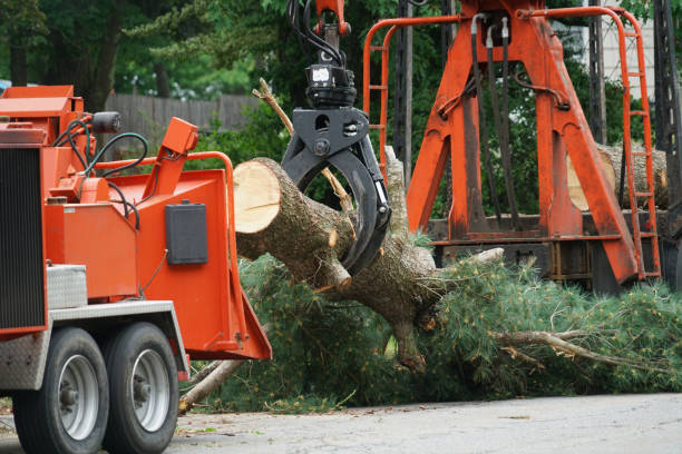 Best Lawn Watering Services  in Lake Royale, NC